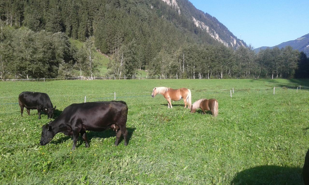 Gasthaus Haeusling Alm Hotell Mayrhofen Eksteriør bilde